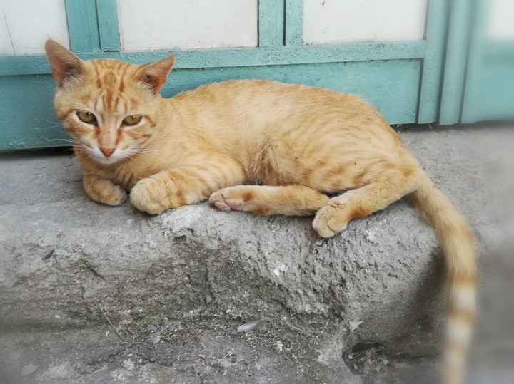 Lovely cat
