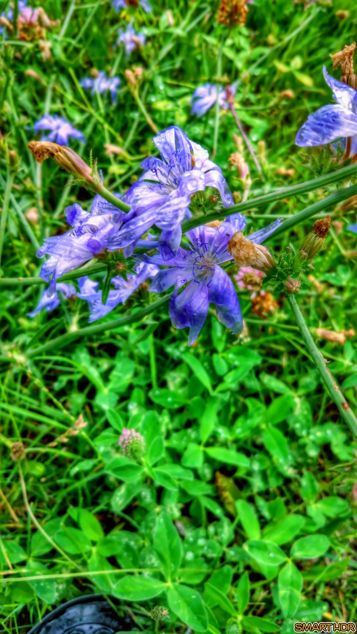 nature