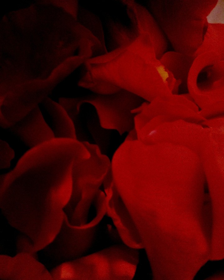 rose-petals