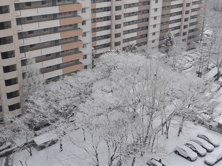 snow tree
