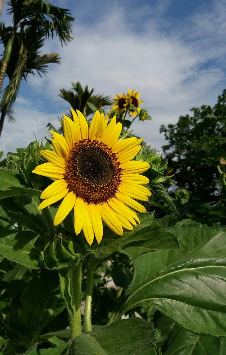 Sun Flower