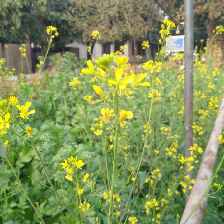 Mustard