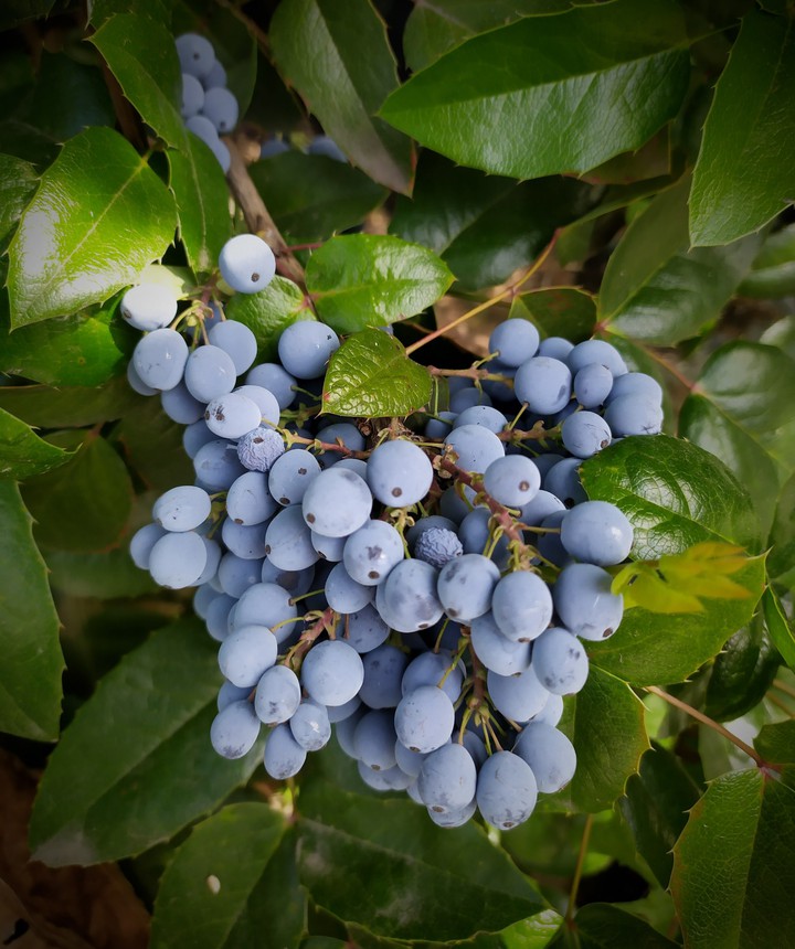 berry