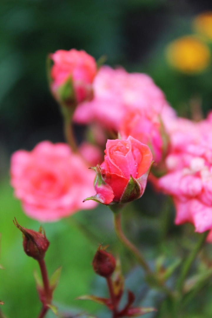rose