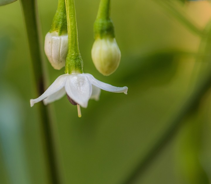Chilly Bud