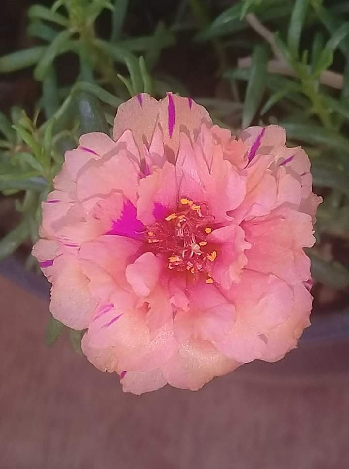 Purslane