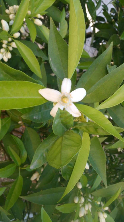 lemon flower /limon çiçeği