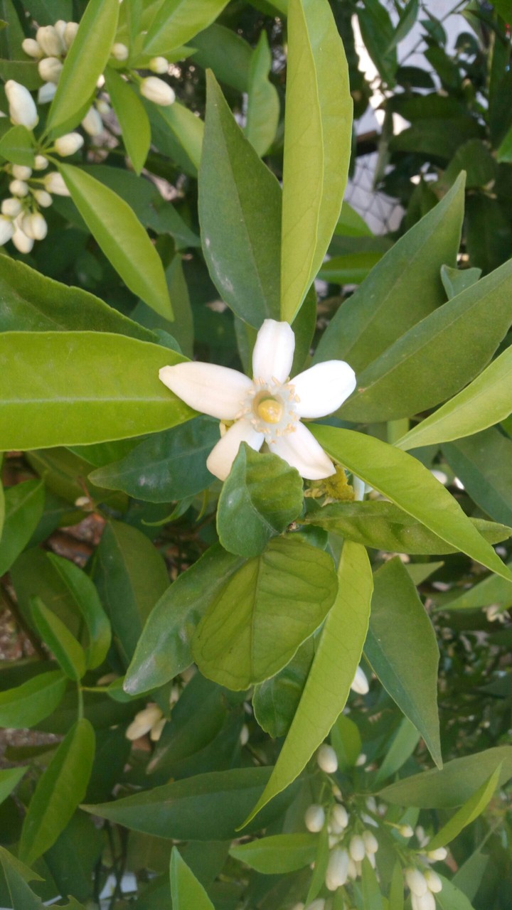 lemon flower /limon  çiçeği