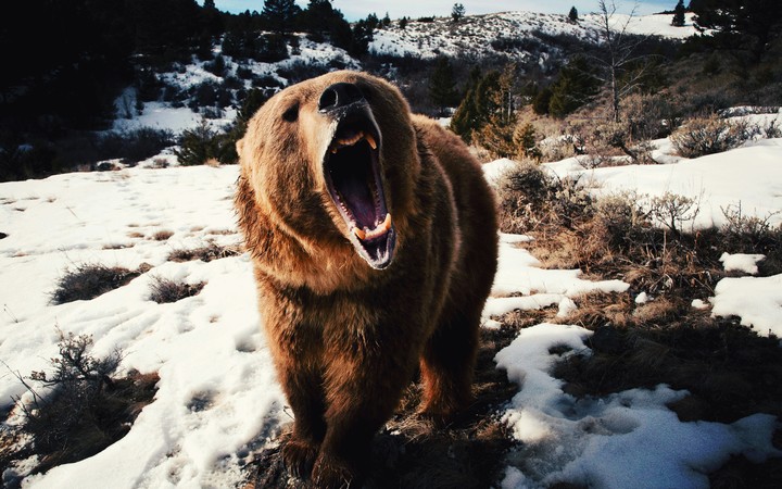 bear