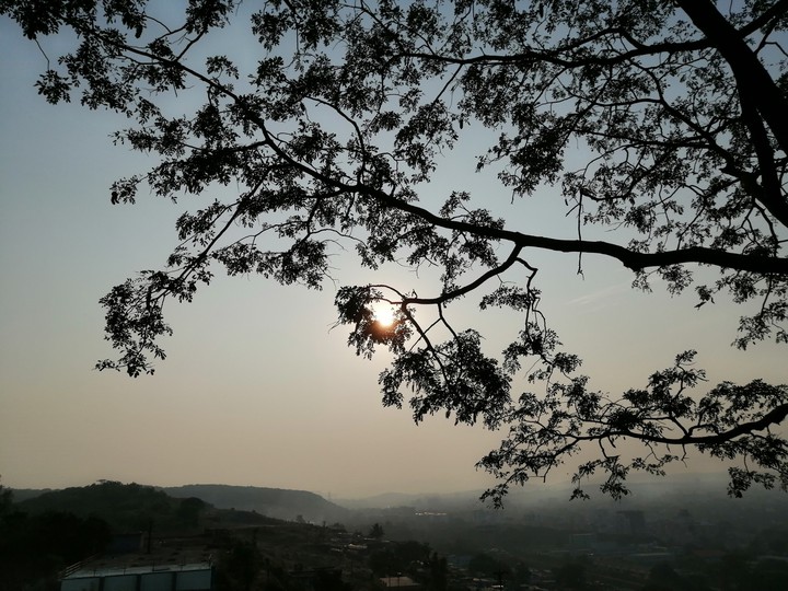 Trees