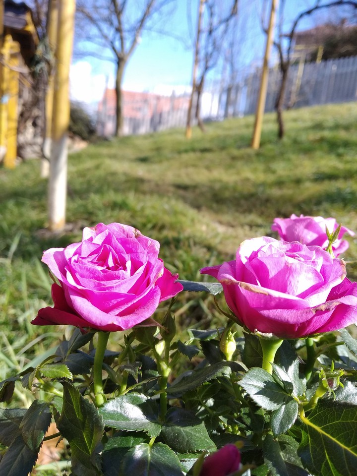 Beautiful roses