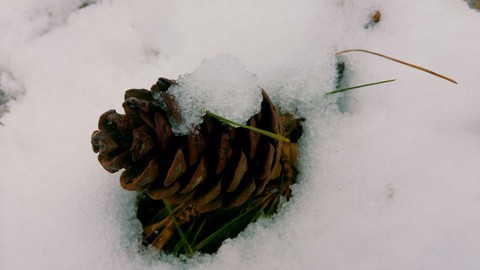 snowy day
