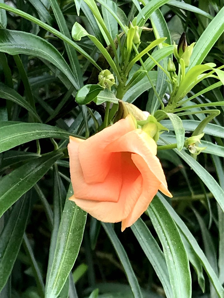 Wonders of Nature