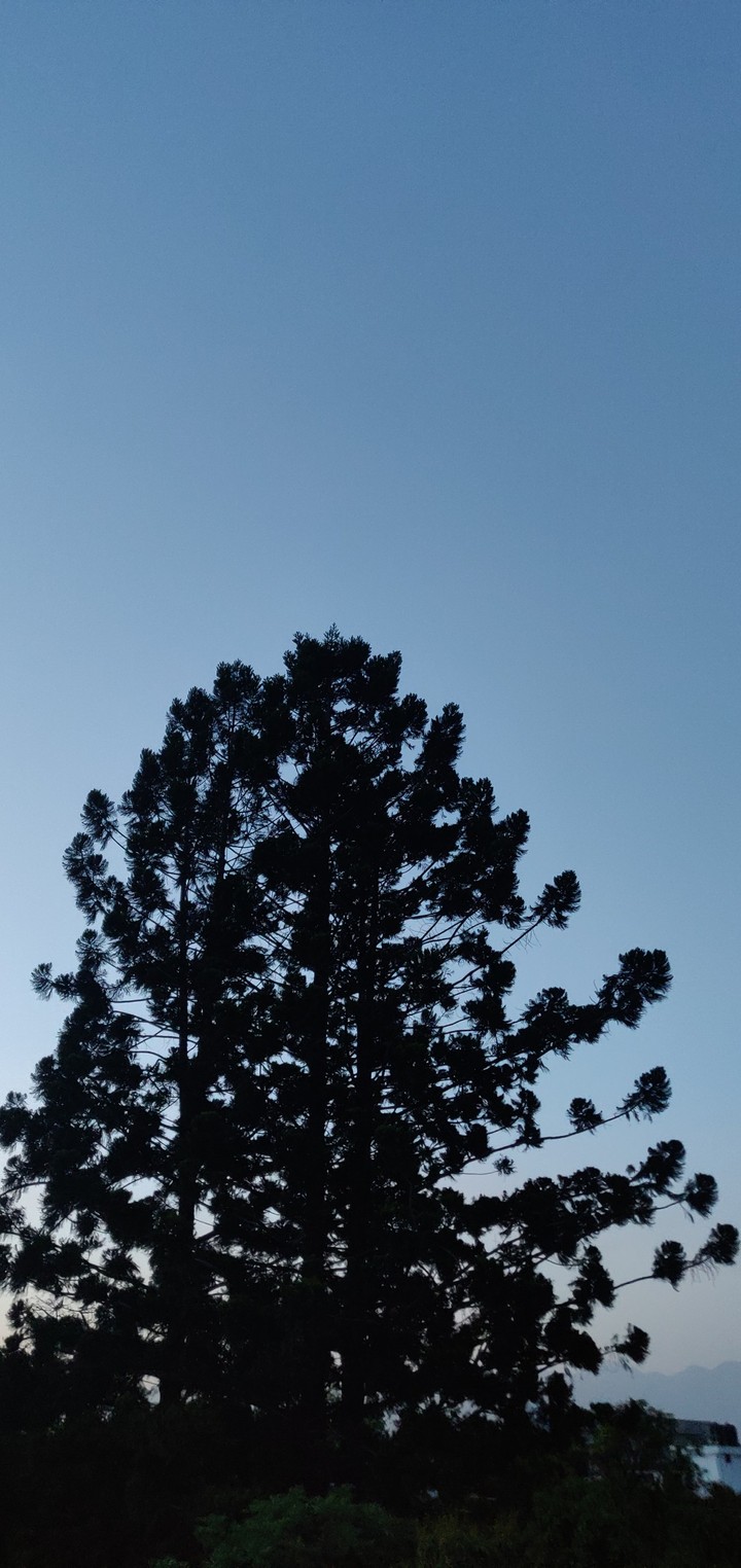 This Tree makes me think of my home.