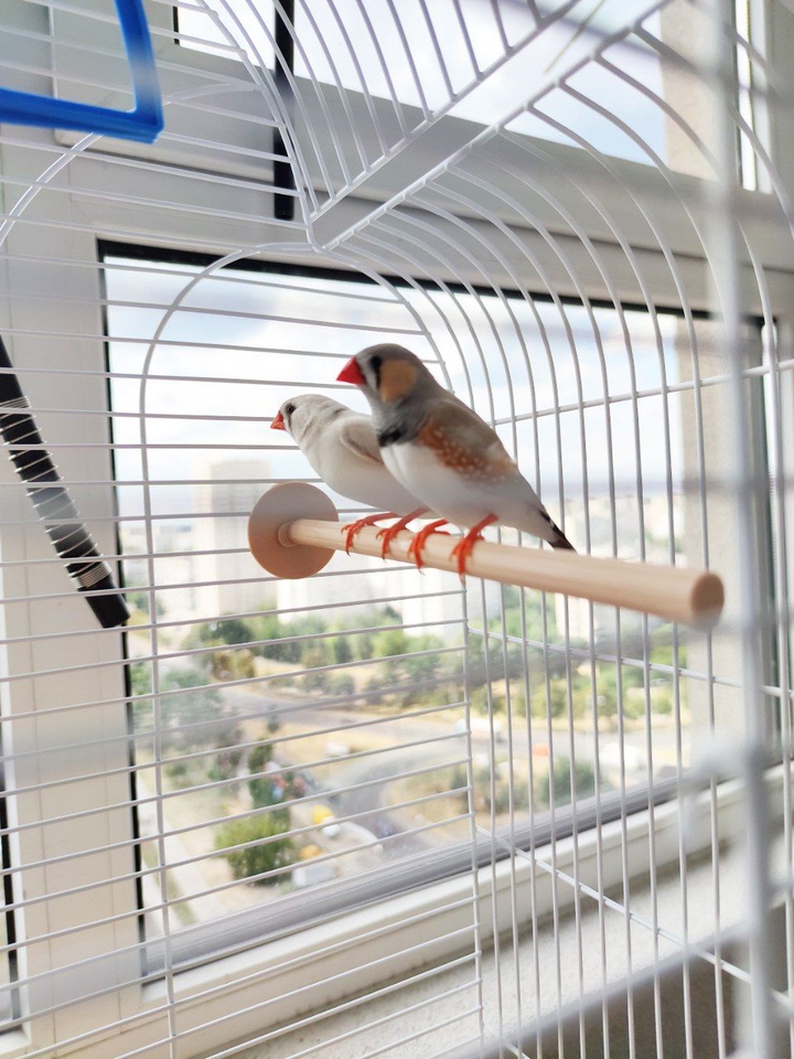 birds in cage