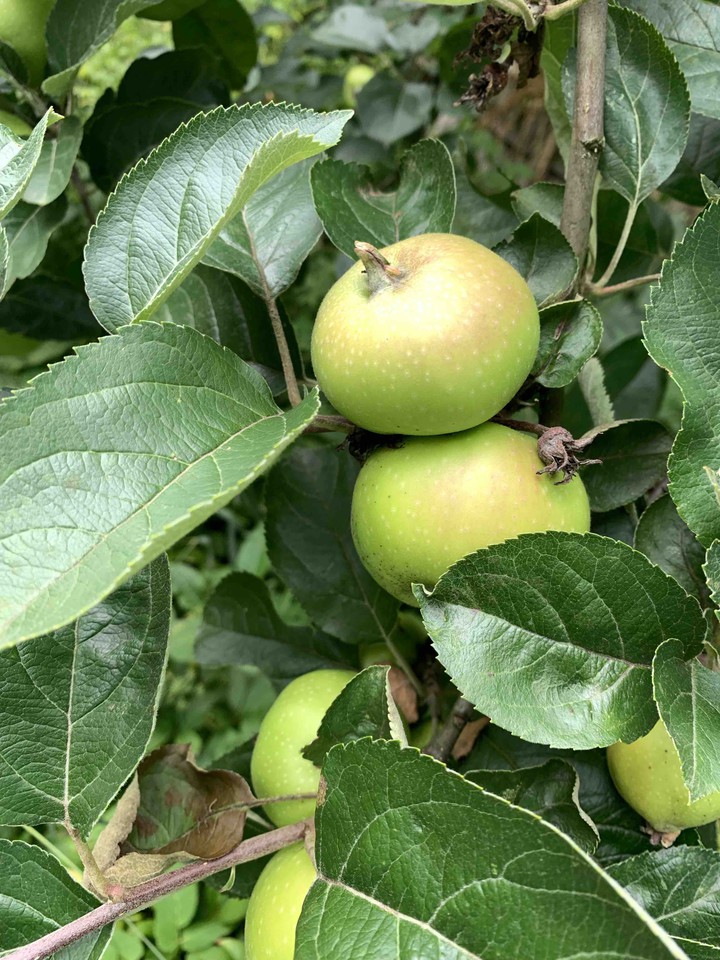 apple