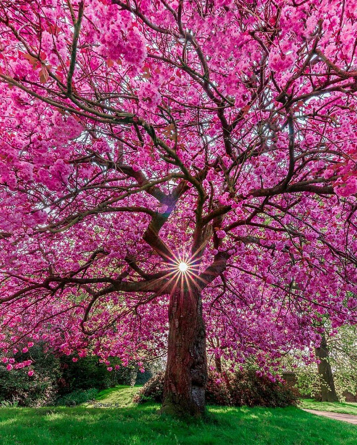 spring,Greenwich park