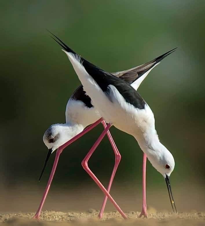 Birds