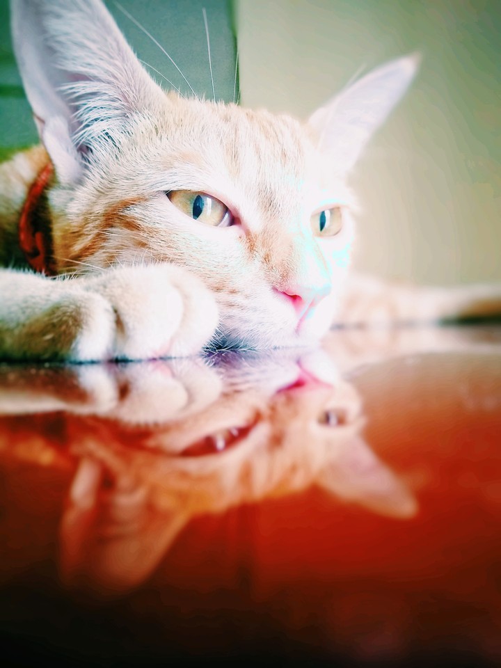 Kittyinluv
