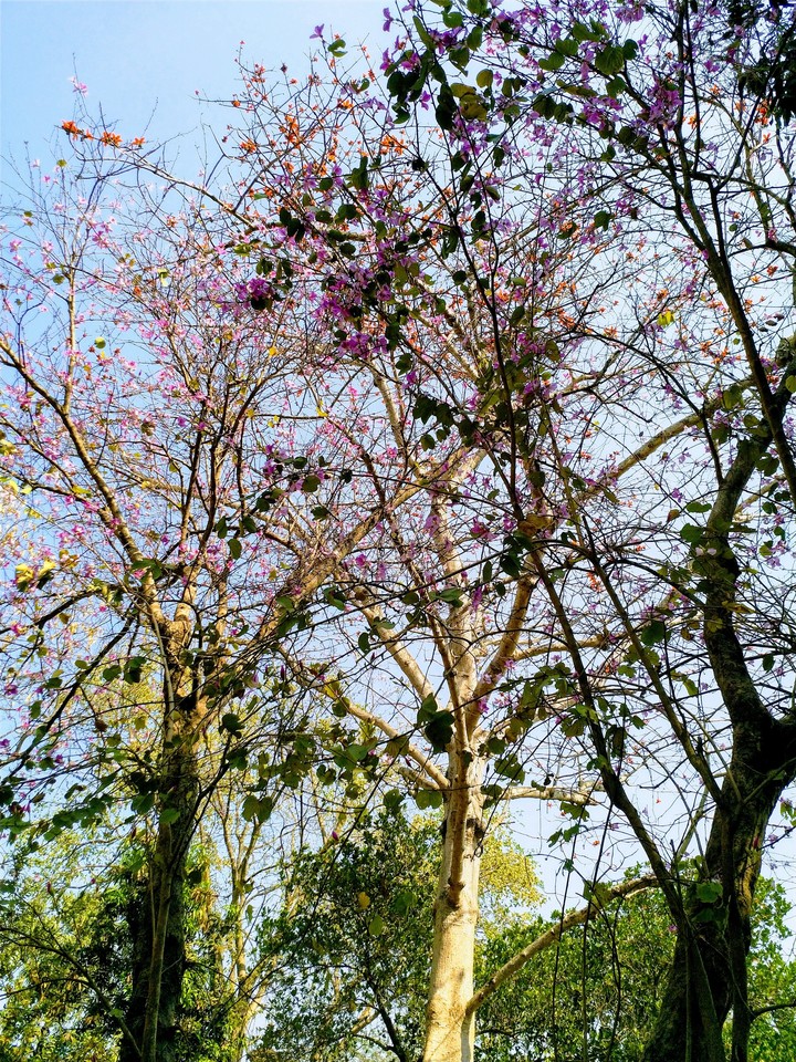 trees