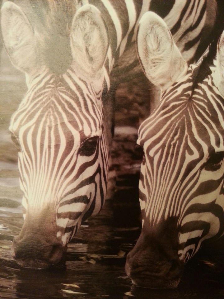 Zebras drinking