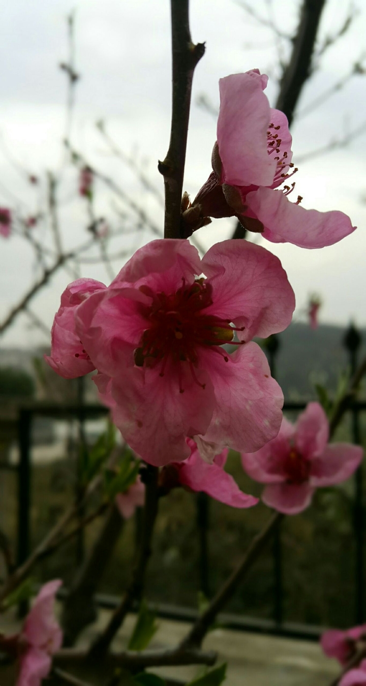 flower Adapazarı