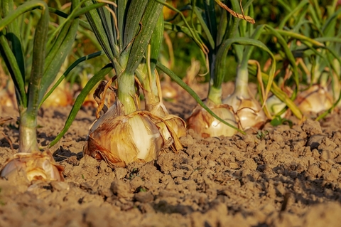 Onion, produce壁紙
