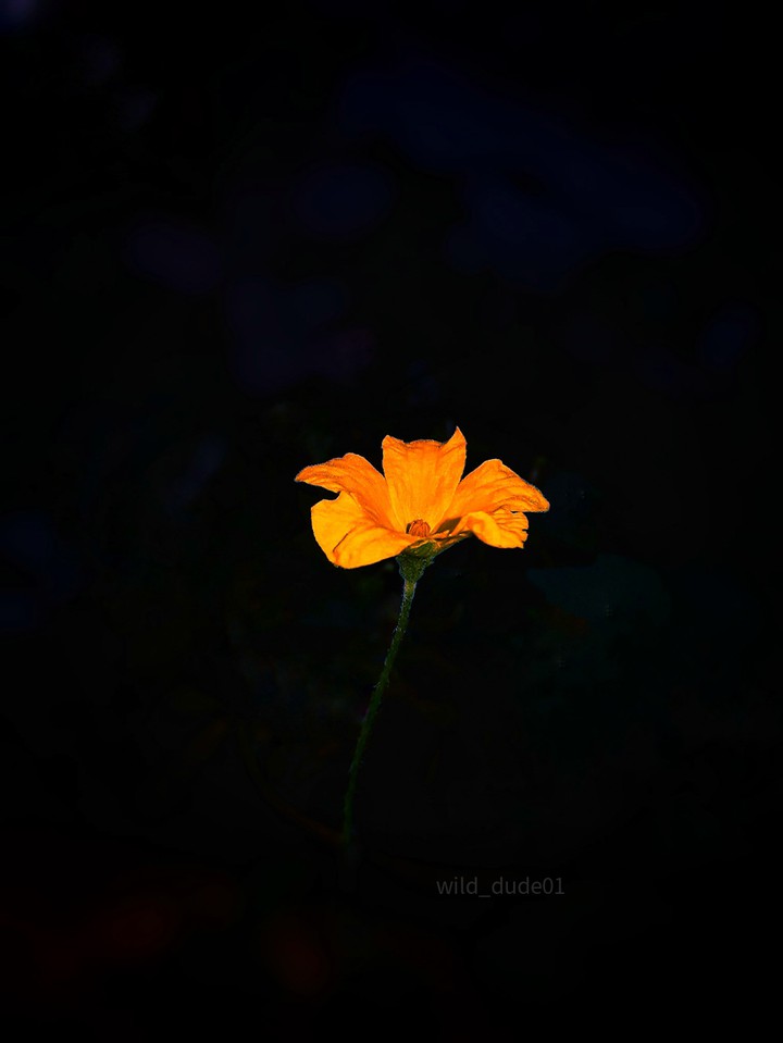 beutyfull flower with dark background
