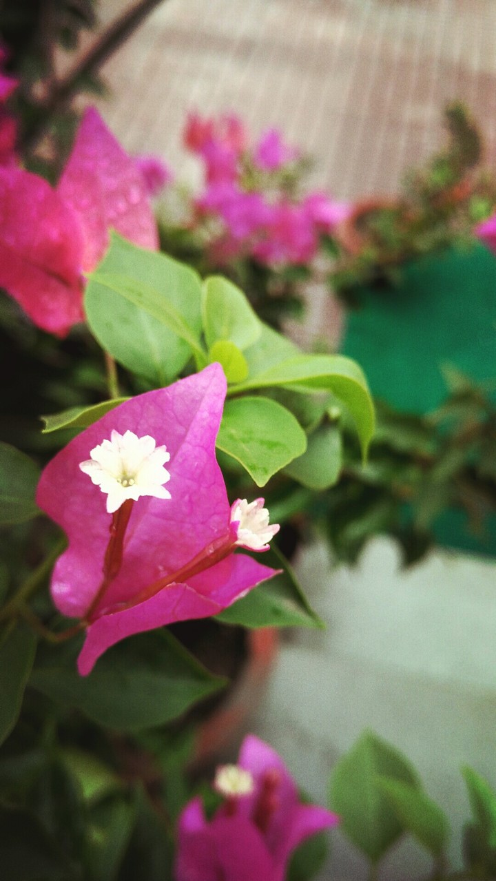 Flowers with a pink leaf