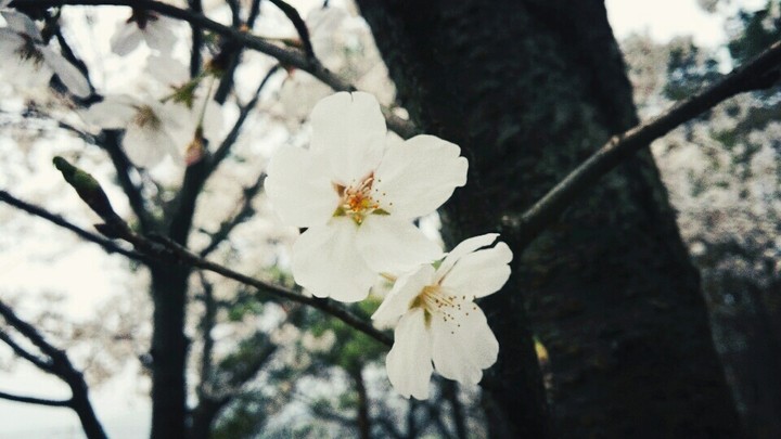 봄꽃