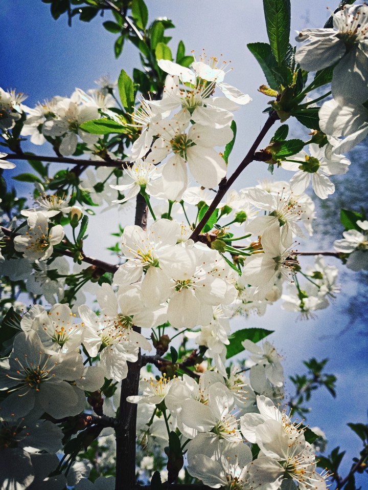 cherry blossom