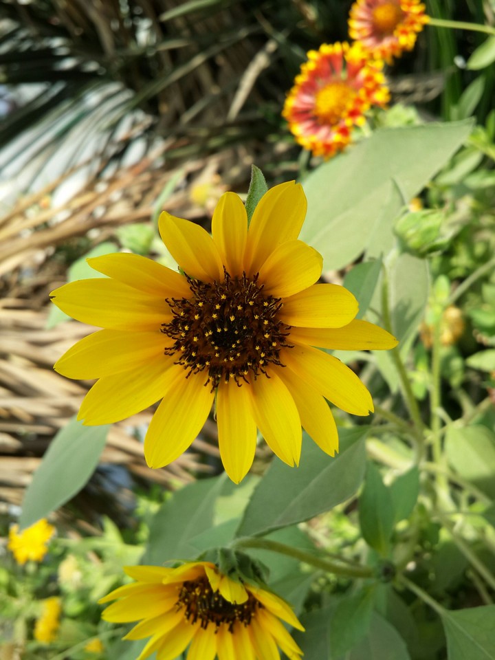 Sunflower