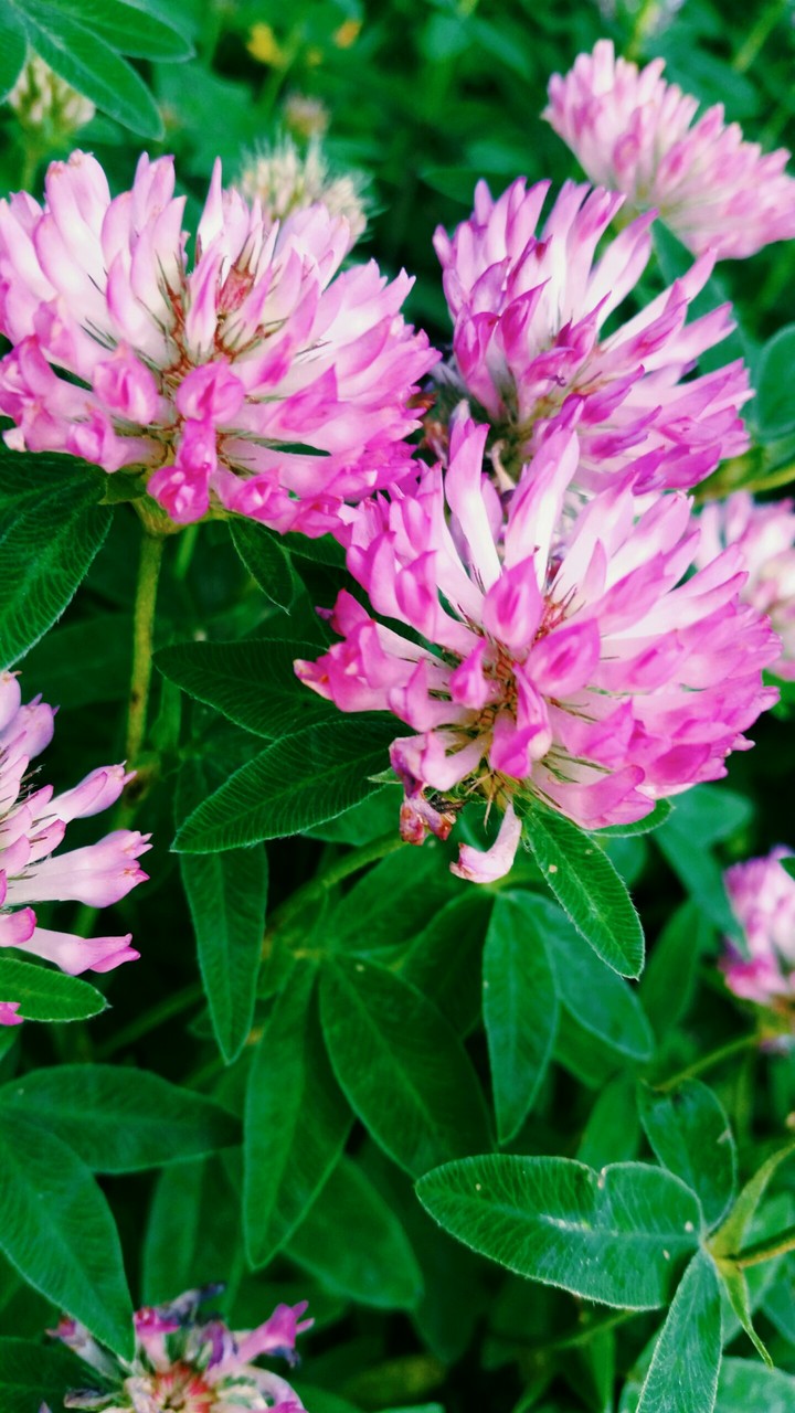 Pink Bomb Flowers