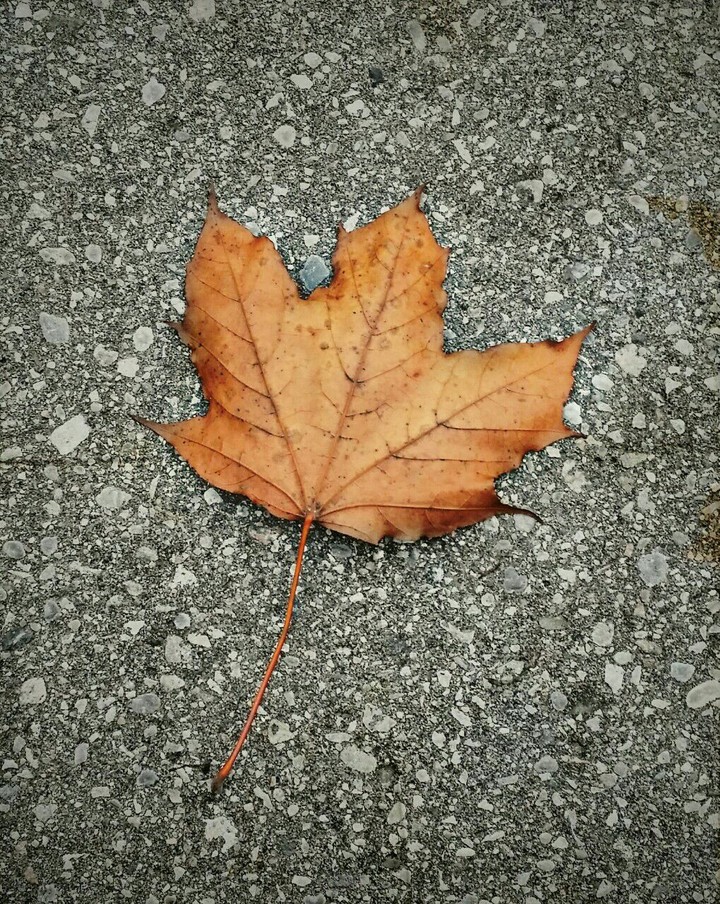 Maple leaf