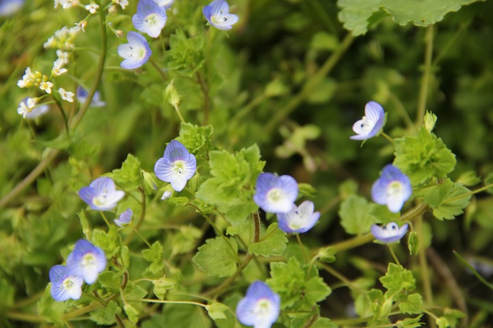 flowers