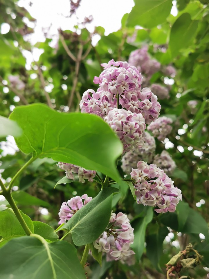 lilacs