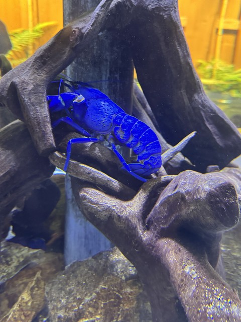 обои insect, arthropod