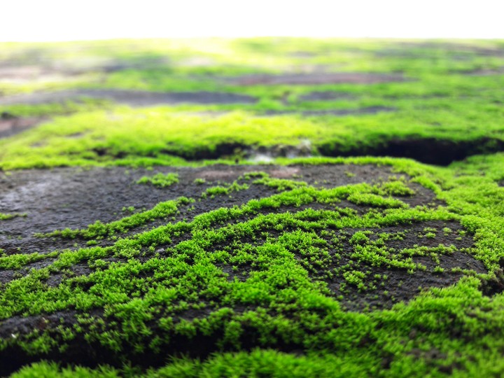 Walls