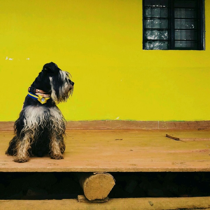 Schnauzer yellow