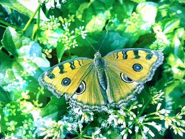 butterfly