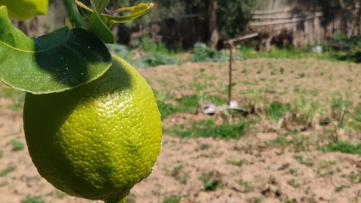 Limon