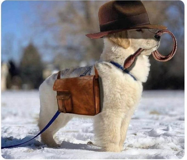 cute pup