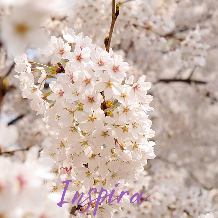 Inspira