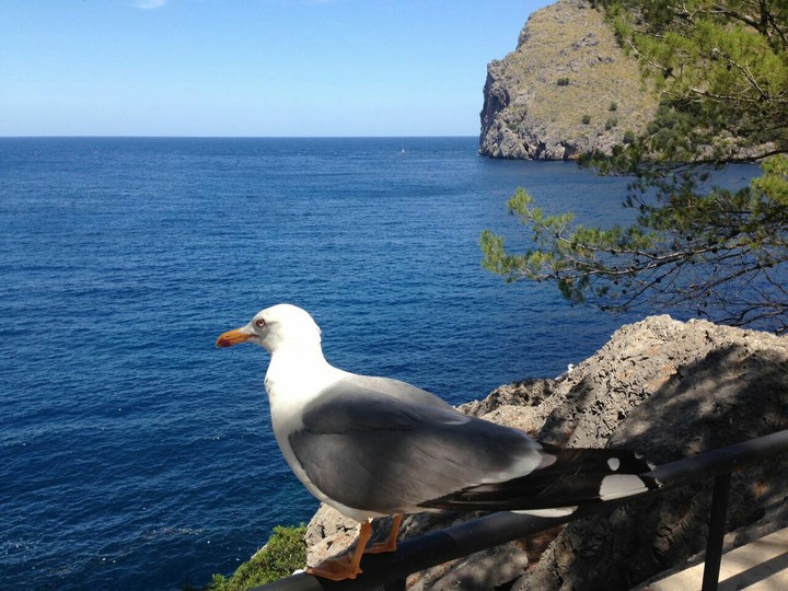 seagull
