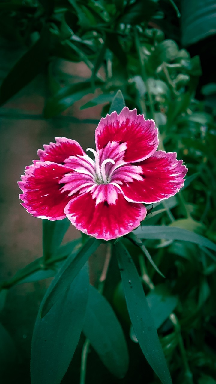 Flor