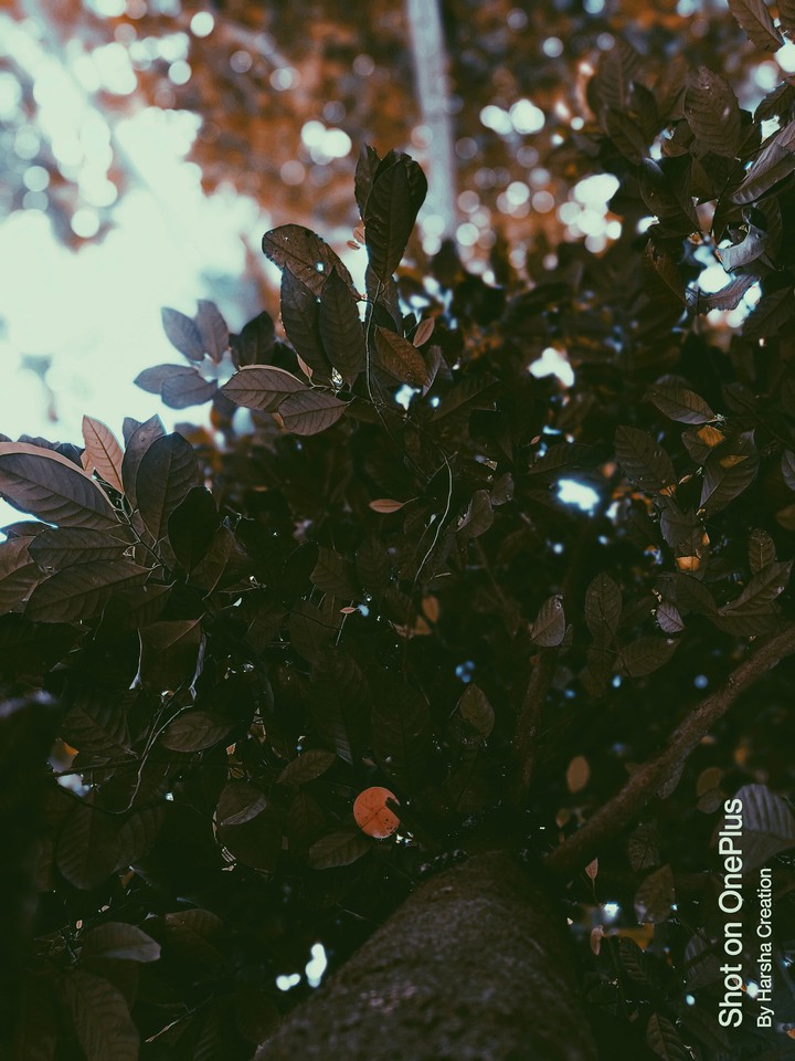 trees