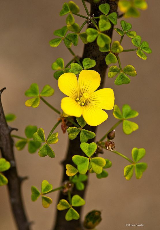 #flower
