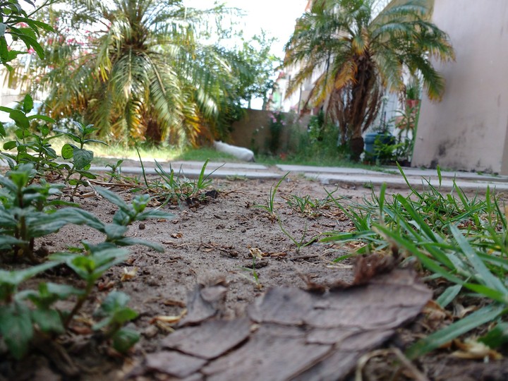 nature