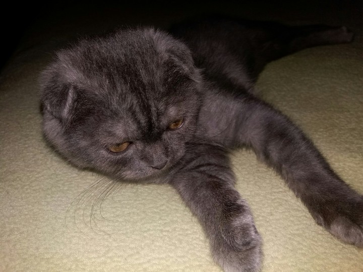 kitten