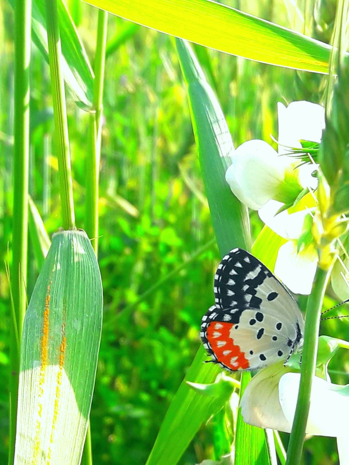 butterfly
